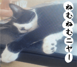 sticker japan cat&gin3 Tennis version4 sticker #13662002