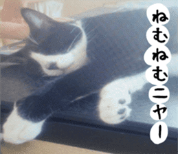 sticker japan cat&gin3 Tennis version4 sticker #13662002