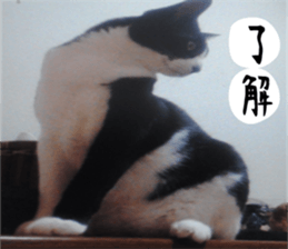 sticker japan cat&gin3 Tennis version4 sticker #13662003