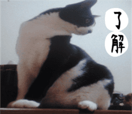 sticker japan cat&gin3 Tennis version4 sticker #13662003