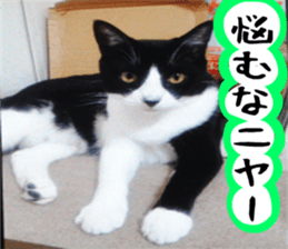 sticker japan cat&gin3 Tennis version4 sticker #13662004