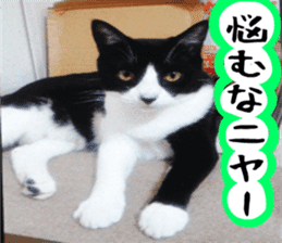 sticker japan cat&gin3 Tennis version4 sticker #13662004