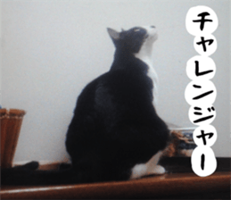 sticker japan cat&gin3 Tennis version4 sticker #13662005