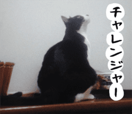 sticker japan cat&gin3 Tennis version4 sticker #13662005