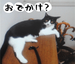 sticker japan cat&gin3 Tennis version4 sticker #13662006