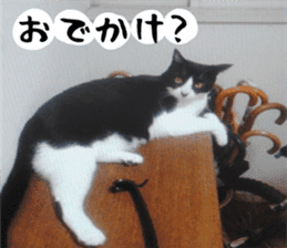 sticker japan cat&gin3 Tennis version4 sticker #13662006