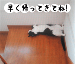 sticker japan cat&gin3 Tennis version4 sticker #13662007