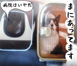 sticker japan cat&gin3 Tennis version4 sticker #13662008