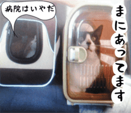 sticker japan cat&gin3 Tennis version4 sticker #13662008