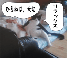 sticker japan cat&gin3 Tennis version4 sticker #13662009