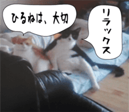 sticker japan cat&gin3 Tennis version4 sticker #13662009