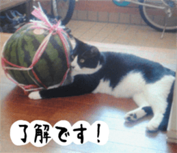 sticker japan cat&gin3 Tennis version4 sticker #13662010