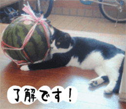 sticker japan cat&gin3 Tennis version4 sticker #13662010