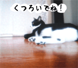 sticker japan cat&gin3 Tennis version4 sticker #13662011