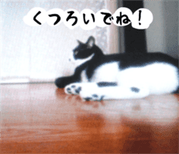 sticker japan cat&gin3 Tennis version4 sticker #13662011