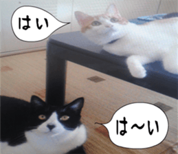 sticker japan cat&gin3 Tennis version4 sticker #13662012