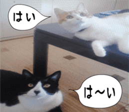 sticker japan cat&gin3 Tennis version4 sticker #13662012