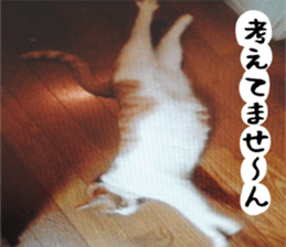 sticker japan cat&gin3 Tennis version4 sticker #13662013