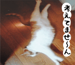 sticker japan cat&gin3 Tennis version4 sticker #13662013