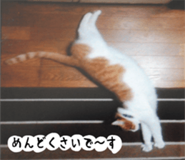 sticker japan cat&gin3 Tennis version4 sticker #13662014