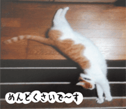 sticker japan cat&gin3 Tennis version4 sticker #13662014