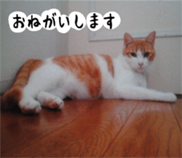 sticker japan cat&gin3 Tennis version4 sticker #13662015