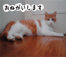 sticker japan cat&gin3 Tennis version4 sticker #13662015