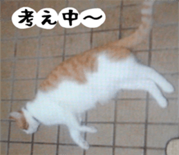 sticker japan cat&gin3 Tennis version4 sticker #13662017