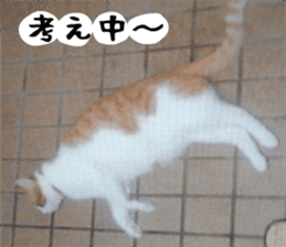 sticker japan cat&gin3 Tennis version4 sticker #13662017