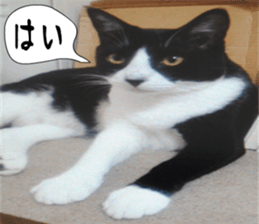 sticker japan cat&gin3 Tennis version4 sticker #13662018