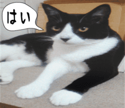 sticker japan cat&gin3 Tennis version4 sticker #13662018