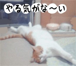 sticker japan cat&gin3 Tennis version4 sticker #13662019