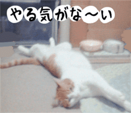 sticker japan cat&gin3 Tennis version4 sticker #13662019