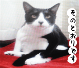 sticker japan cat&gin3 Tennis version4 sticker #13662020