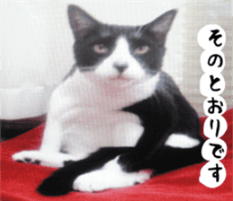 sticker japan cat&gin3 Tennis version4 sticker #13662020