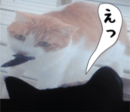 sticker japan cat&gin3 Tennis version4 sticker #13662021