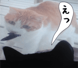 sticker japan cat&gin3 Tennis version4 sticker #13662021