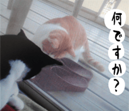 sticker japan cat&gin3 Tennis version4 sticker #13662022