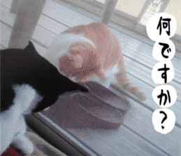 sticker japan cat&gin3 Tennis version4 sticker #13662022
