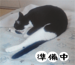 sticker japan cat&gin3 Tennis version4 sticker #13662023
