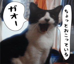 sticker japan cat&gin3 Tennis version4 sticker #13662024