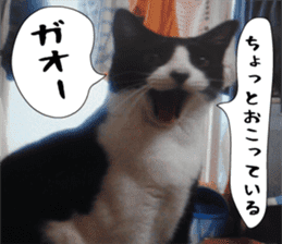 sticker japan cat&gin3 Tennis version4 sticker #13662024