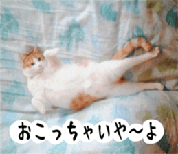 sticker japan cat&gin3 Tennis version4 sticker #13662025