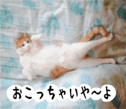 sticker japan cat&gin3 Tennis version4 sticker #13662025