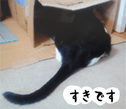 sticker japan cat&gin3 Tennis version4 sticker #13662026