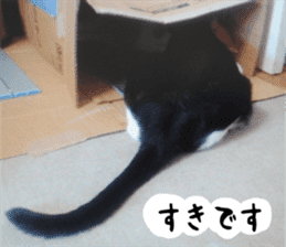 sticker japan cat&gin3 Tennis version4 sticker #13662026