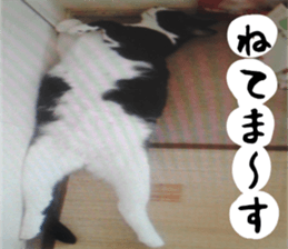 sticker japan cat&gin3 Tennis version4 sticker #13662027