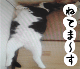 sticker japan cat&gin3 Tennis version4 sticker #13662027