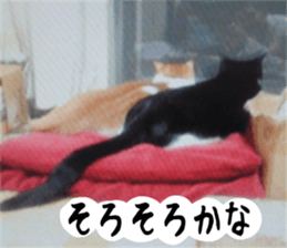 sticker japan cat&gin3 Tennis version4 sticker #13662028