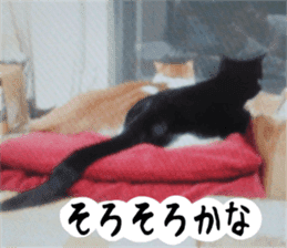 sticker japan cat&gin3 Tennis version4 sticker #13662028